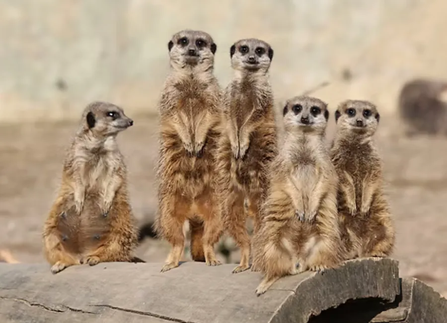 Photo of Northumberland Zoo