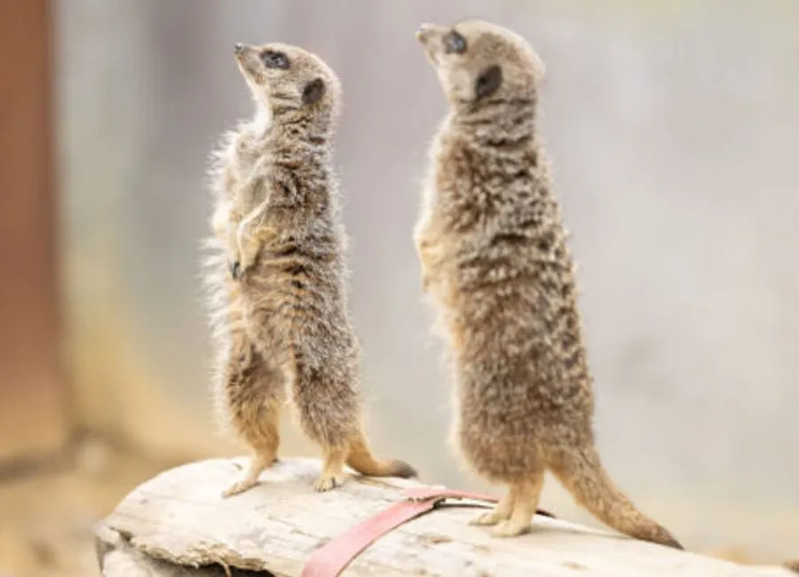 Photo of Northumberland College Zoo